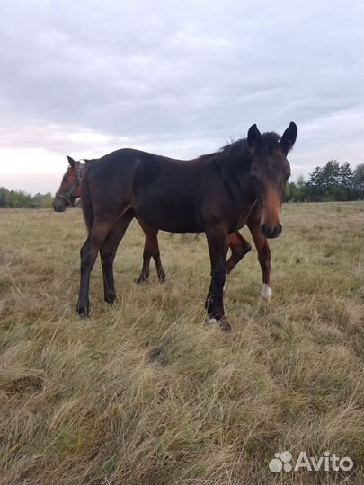 Жеребята кобылки