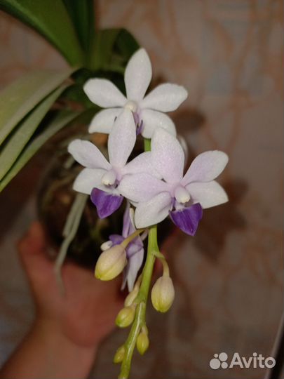 Орхидея фаленопсис Сапфир