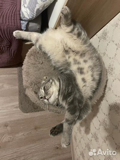 Вислоухий кот