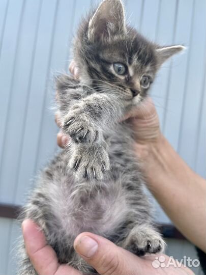 Котенок Вискас ищет хозяина