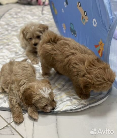 Мальтипу мини