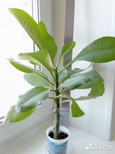 Плюмерия из черенков