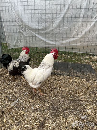 Продаются петухи