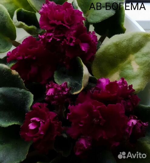 Сенполия сортовая. Фиалка. Взрослая