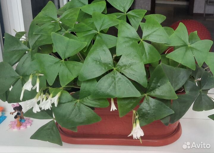 Кислица оксалис