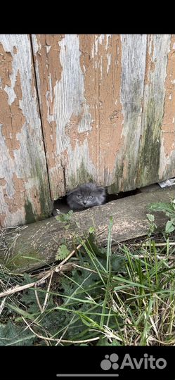 Котята