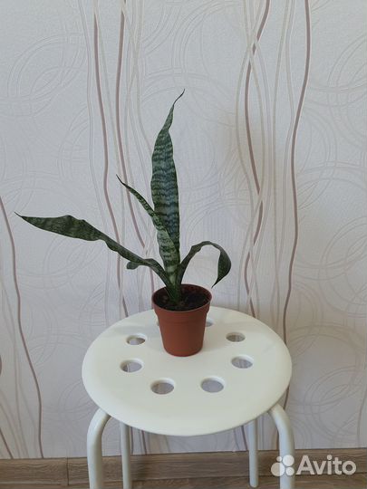 Сансевиерия, тёщин язык