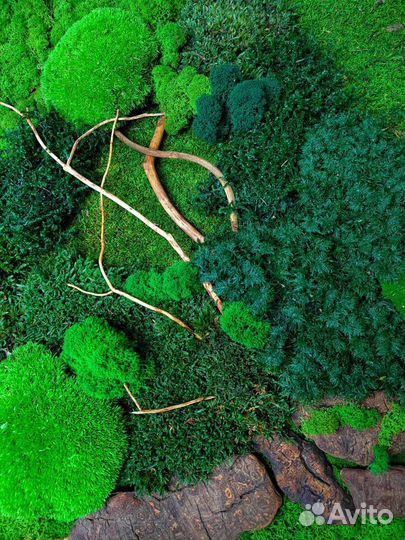 Стабилизированный мох кочка