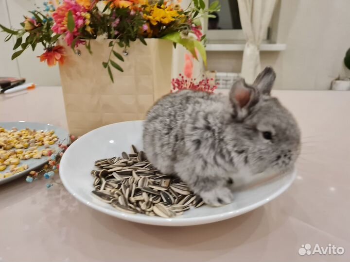 Декоративные кролики,доставка