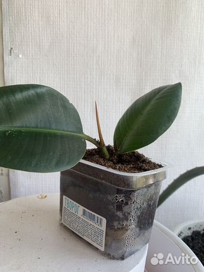 Комнатные растения фикус