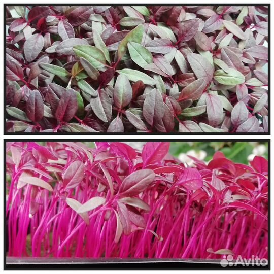 Микрозелень