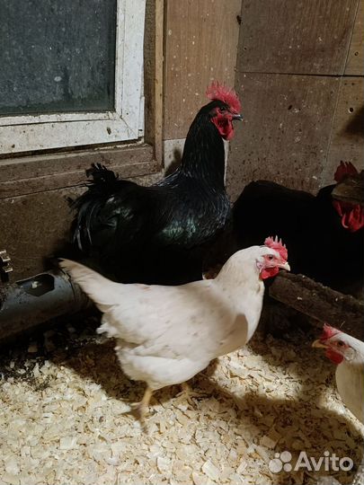 Петух Джерсийский гигант