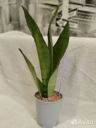 Сансевиерия муншайн