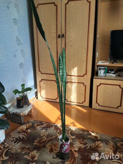 Сансевиерия