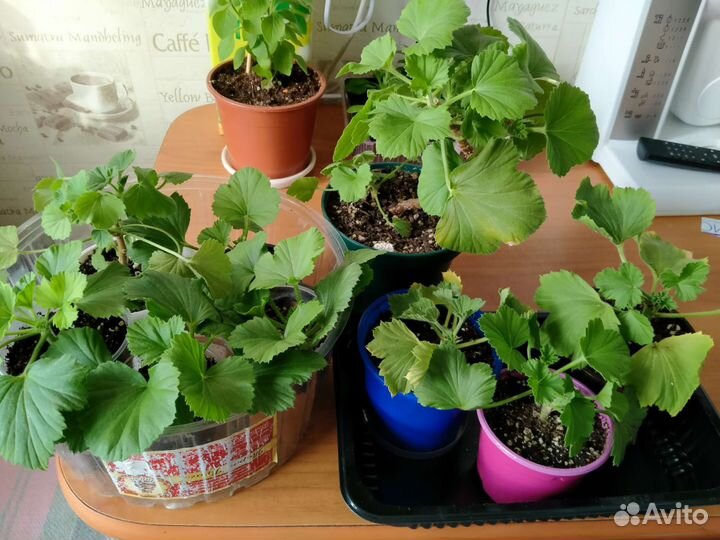 Комнатные растения