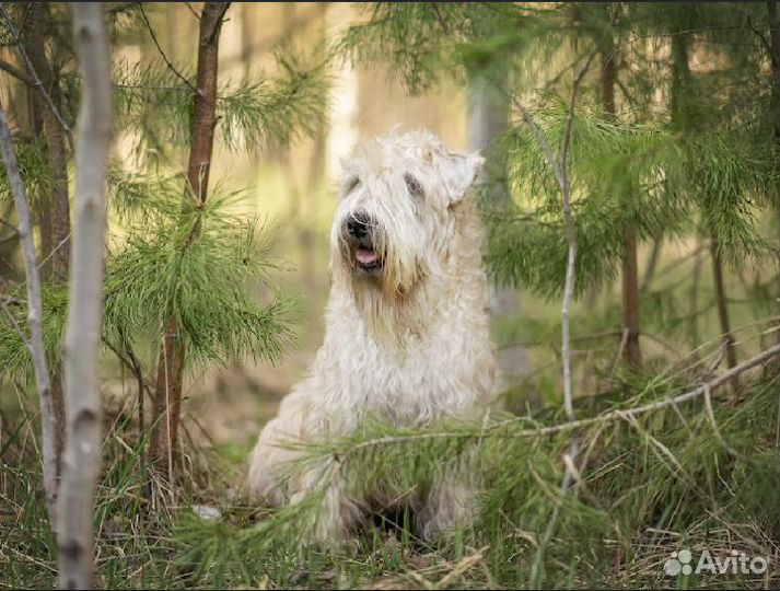 Собака терьер