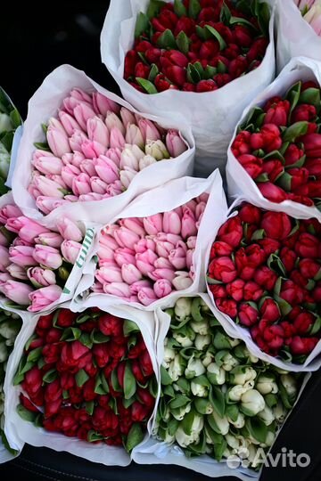 Тюльпаны оптом и в розницу