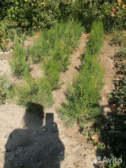 Туя Смарагд