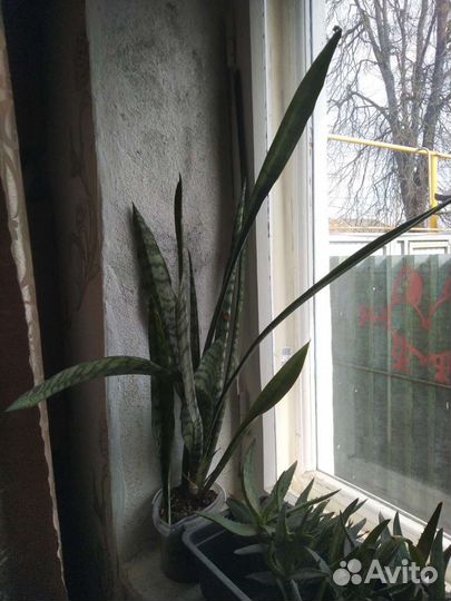 Сансевиерия