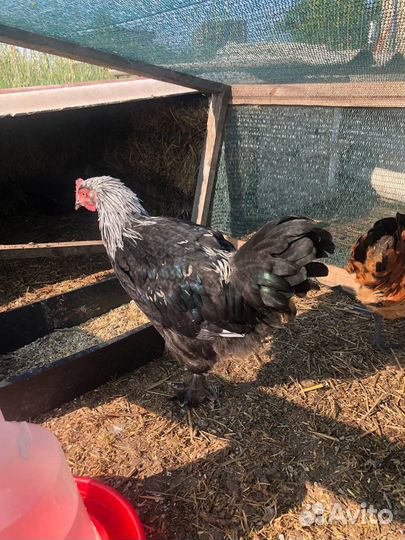 Петухи породы Маран