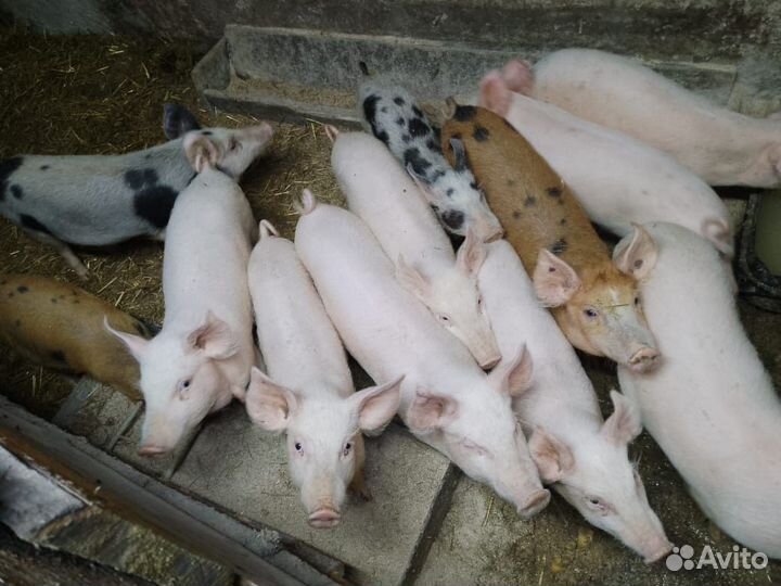 Поросенок ландрас