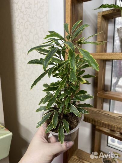 Дизиготека элегантиссима Бьянка