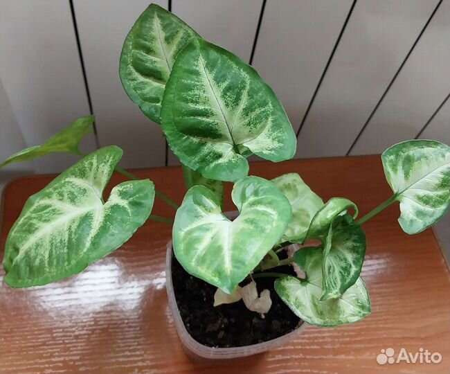 Сингониумы