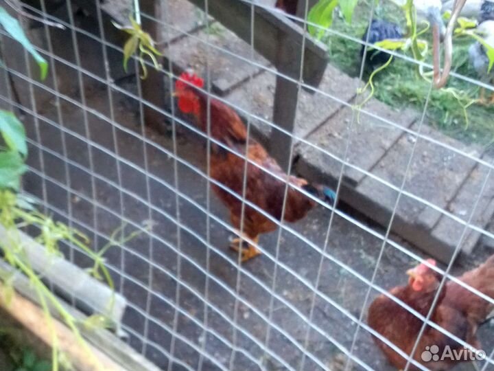 Петухи домашние