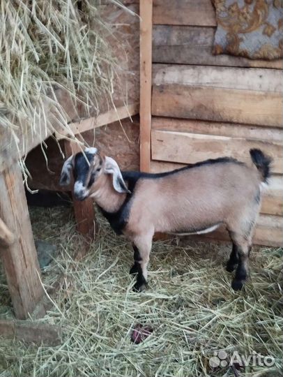 Козлы, козы