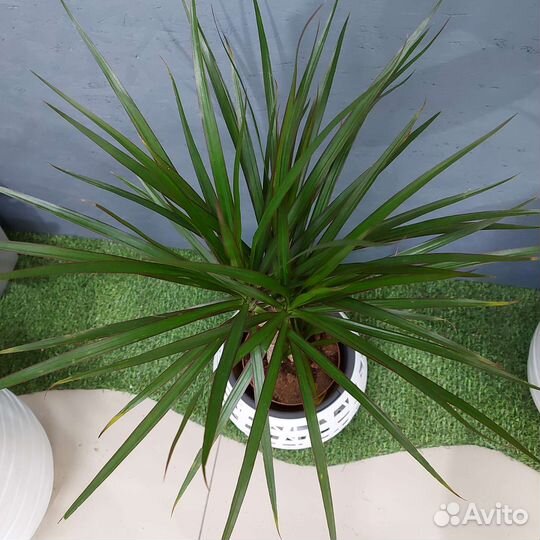 Драцена Комнатные растения Тюмень