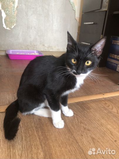 Отдам кошечку-7 мес