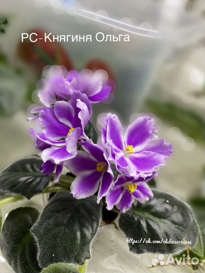 Сортовые фиалки