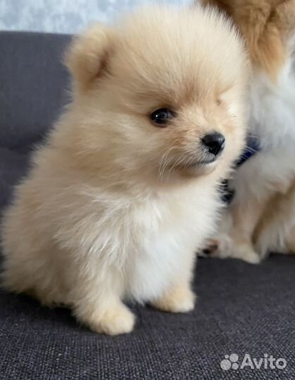 Шпиц вязка мальчик