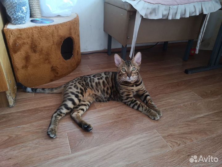Вязка бенгальский кот