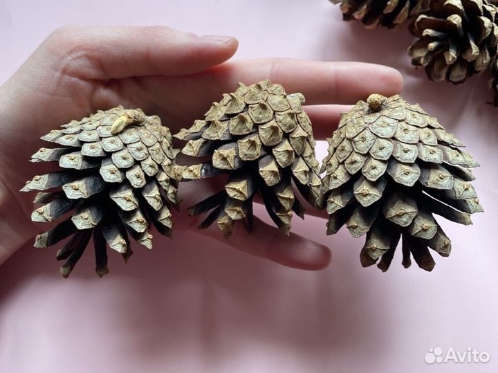 Шишки сосновые