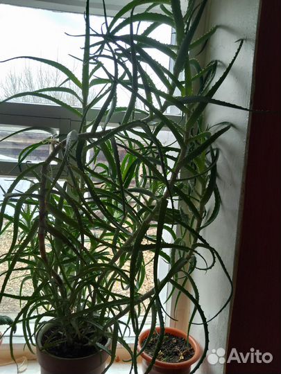 Алоэ лечебный 3.6 лет