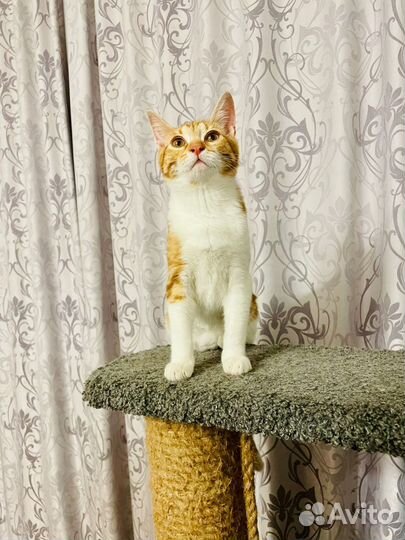 Кошка бесплатно
