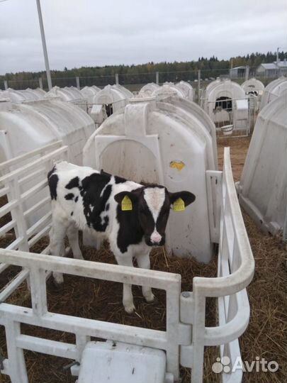 Телята-бычки