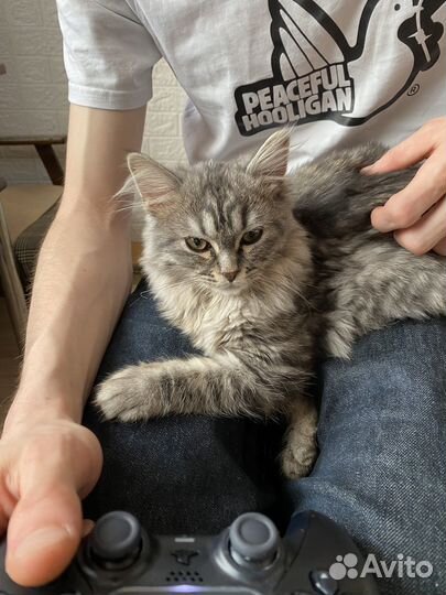 Передержка для кошек