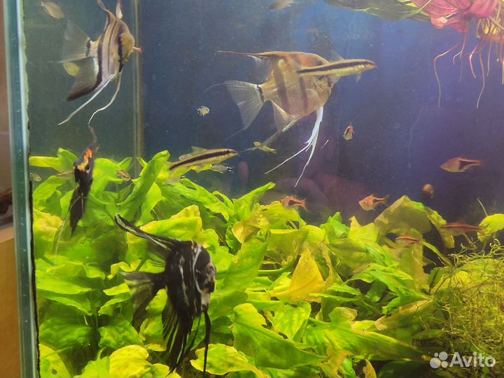 Аквариумные рыбки отдам бесплатно