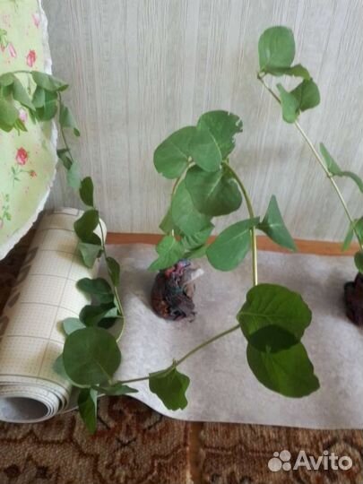 Жимолость каприфоль