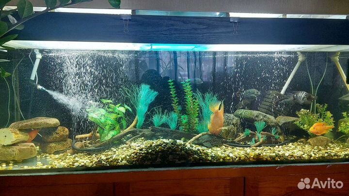 Аквариум