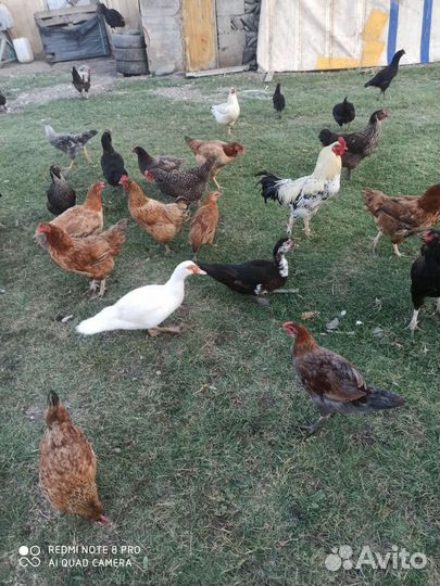 Куры несушки