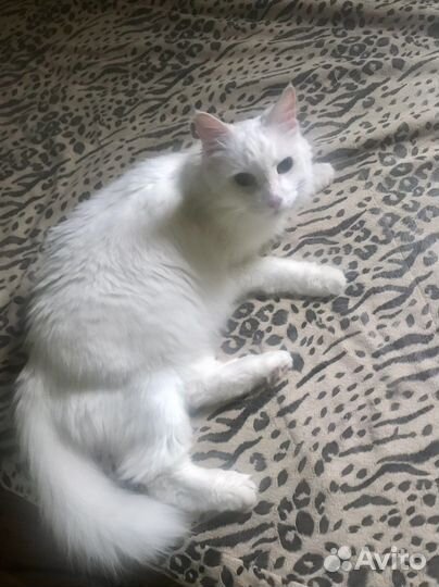 Белокурая красотка ищет дом