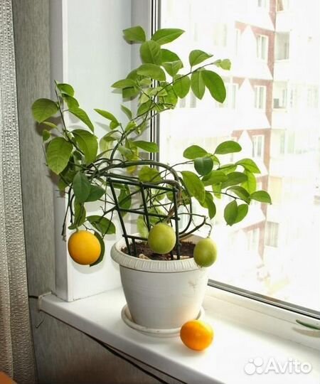 Грунт для цитрусовых