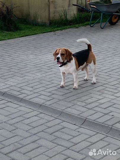 Зоогостиница