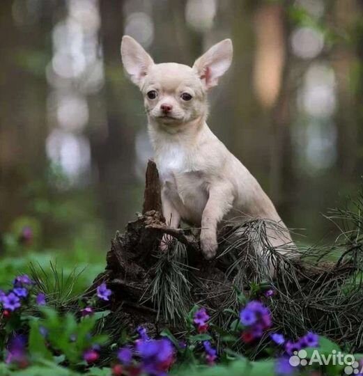 Чихуахуа, стандартная девочка