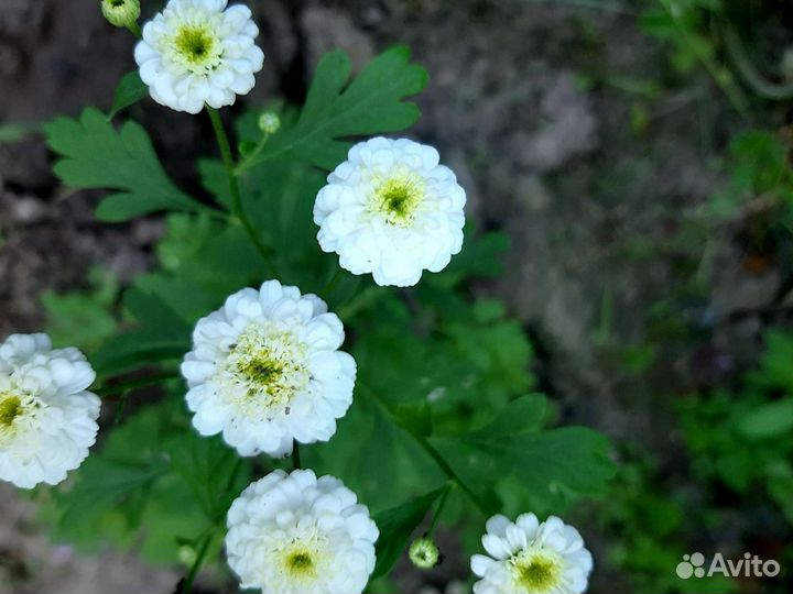 Ирис карликовый,хризантемка