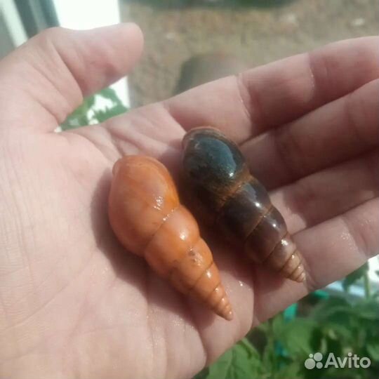 Разные виды улиток