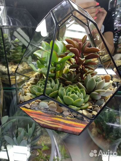 Флорариум, живые растения, мини-сады, подарок